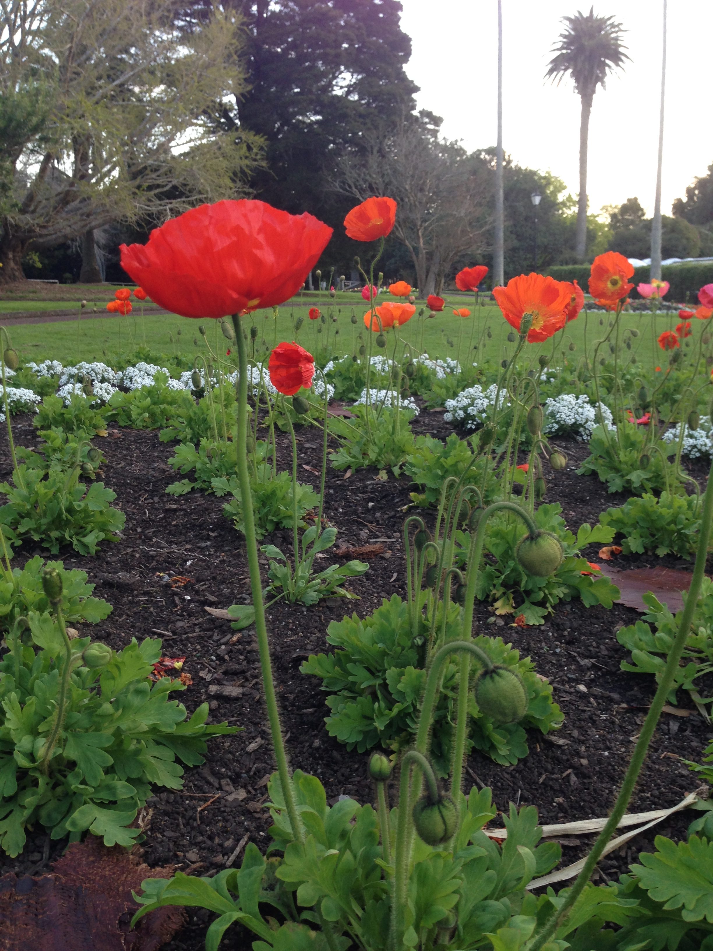 tall-poppies